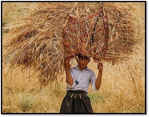 wheat harvest